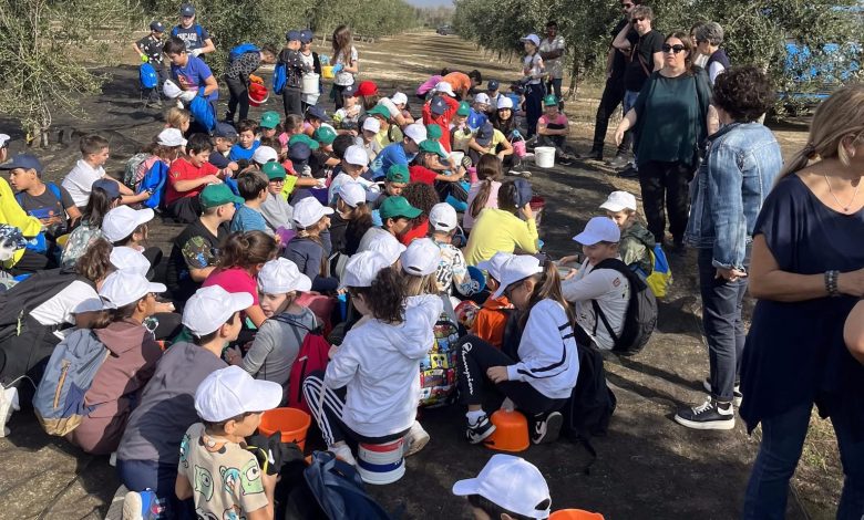 RaccogliMi 2025 raccolta delle olive nel Salento con studenti e comunità locale