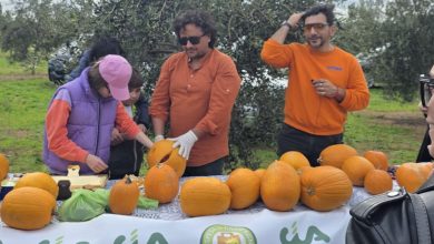 La Spesa in Campagna Lecce – raccolta olive e laboratori sulle tipicità del Salento