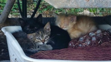 gatti randagi alle Isole Tremiti durante il progetto LEAL contro il randagismo felino