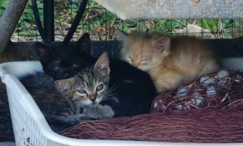 gatti randagi alle Isole Tremiti durante il progetto LEAL contro il randagismo felino
