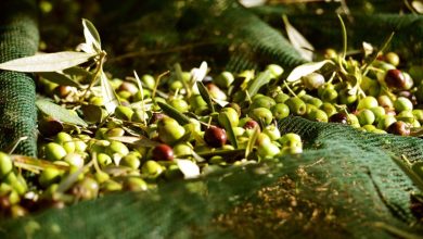 olive e olio pugliese del Gargano durante la campagna olivicola 2025