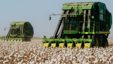 raccolta del cotone 100% italiano in Puglia nei campi di San Severo