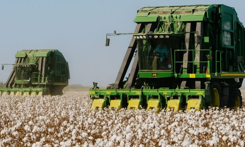 raccolta del cotone 100% italiano in Puglia nei campi di San Severo
