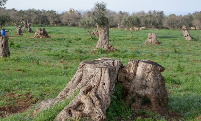 uliveti salentini colpiti da Xylella area infetta zona svantaggiata”