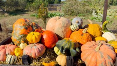 zucca mercato contadino Bari Coldiretti evento Halloween