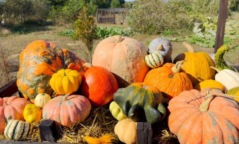 zucca mercato contadino Bari Coldiretti evento Halloween