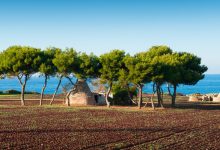 Alberi monumentali Puglia – Quercia secolare riconosciuta dal Masaf.