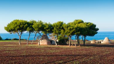 Alberi monumentali Puglia – Quercia secolare riconosciuta dal Masaf.