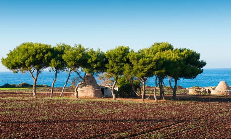 Alberi monumentali Puglia – Quercia secolare riconosciuta dal Masaf.