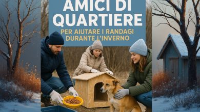 Campagna Amici di quartiere per aiutare i cani randagi durante l’inverno in Puglia