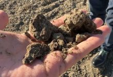 Campo agricolo arido a causa della siccità nel Foggiano