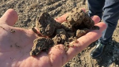 Campo agricolo arido a causa della siccità nel Foggiano