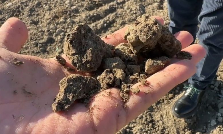 Campo agricolo arido a causa della siccità nel Foggiano