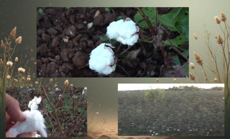 Campo di cotone rigenerativo in Puglia a Rutigliano con raccolta sostenibile