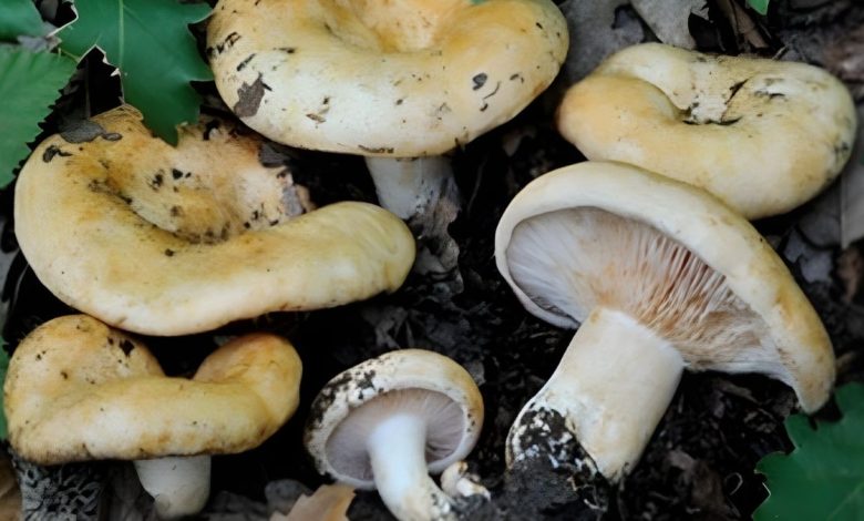 Funghi spontanei controllati dal servizio micologico Asl Brindisi per la sicurezza alimentare