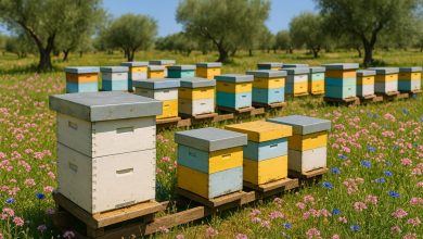 Salvaguardia api in Puglia con alveari e fioriture locali