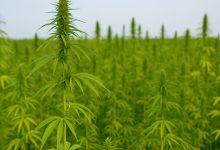 campo coltivato della filiera della canapa per usi agricoli e industriali