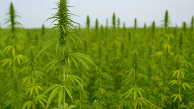 campo coltivato della filiera della canapa per usi agricoli e industriali