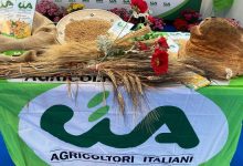 coltivazione di grano duro in Puglia durante la raccolta