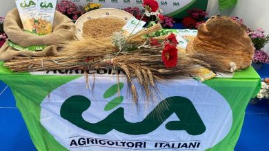 coltivazione di grano duro in Puglia durante la raccolta