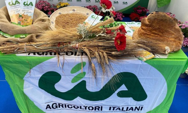 coltivazione di grano duro in Puglia durante la raccolta