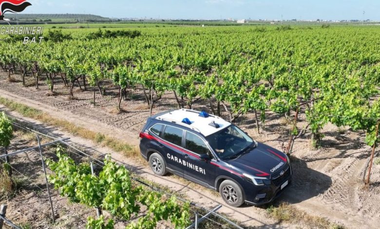 furto di uva da tavola in vigneto a Barletta