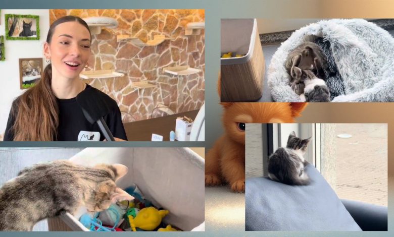 interno del bar per amanti dei gatti a Trani con felini e clienti”