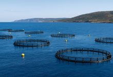 sostegni acquacoltura Puglia per il rilancio della blue economy