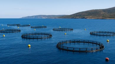 sostegni acquacoltura Puglia per il rilancio della blue economy