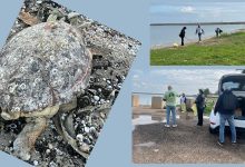 volontari durante la pulizia della litoranea di Barletta con ritrovamento di tartaruga marina.