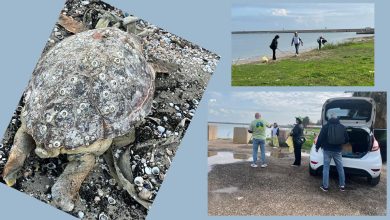 volontari durante la pulizia della litoranea di Barletta con ritrovamento di tartaruga marina.
