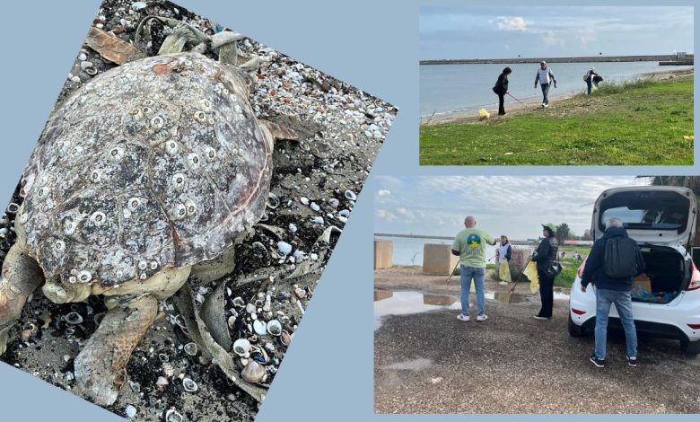 volontari durante la pulizia della litoranea di Barletta con ritrovamento di tartaruga marina.