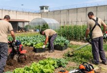 Agricoltura sociale nelle carceri nel tenimento agricolo del carcere di Foggia
