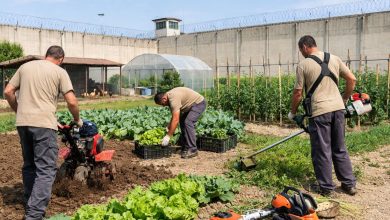 Agricoltura sociale nelle carceri nel tenimento agricolo del carcere di Foggia