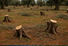 Danni causati dalla criminalità in Puglia con ulivi tagliati