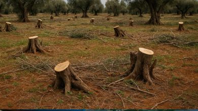 Danni causati dalla criminalità in Puglia con ulivi tagliati