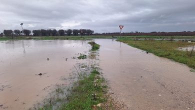 Maltempo in Puglia con campi allagati e alberi sradicati