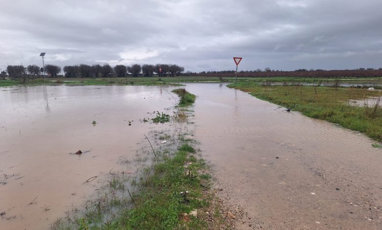 Maltempo in Puglia con campi allagati e alberi sradicati