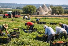 Occupazione agricola e lavoro occasionale nei campi pugliesi