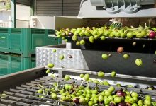 Tavolo olivicolo nazionale e controlli sulla filiera dell’olio extravergine di oliva