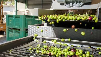 Tavolo olivicolo nazionale e controlli sulla filiera dell’olio extravergine di oliva