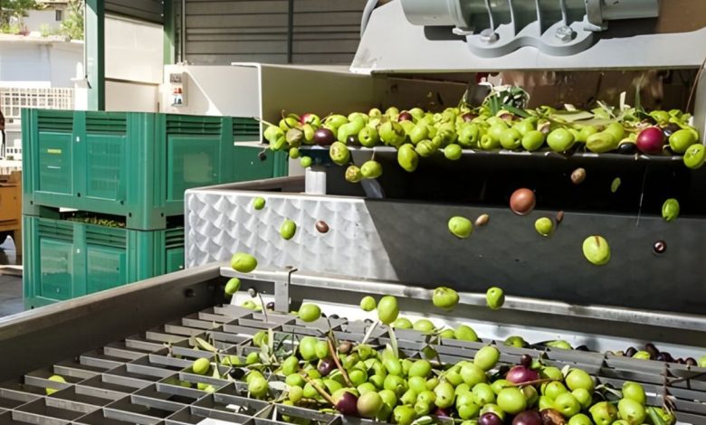 Tavolo olivicolo nazionale e controlli sulla filiera dell’olio extravergine di oliva