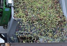 olio extravergine in Puglia produzione e uliveti regionali