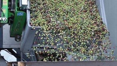 olio extravergine in Puglia produzione e uliveti regionali