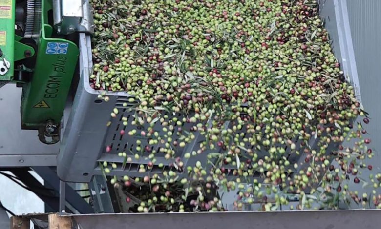 olio extravergine in Puglia produzione e uliveti regionali