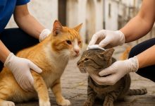 colonia felina e gatto ferito a Ostuni durante indagini del caso