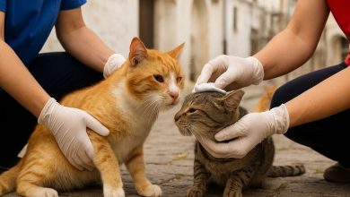 colonia felina e gatto ferito a Ostuni durante indagini del caso
