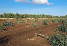 criminalità agricola a Molfetta con ulivi abbattuti nelle campagne pugliesi