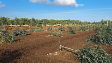 criminalità agricola a Molfetta con ulivi abbattuti nelle campagne pugliesi