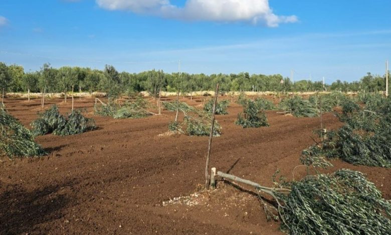 criminalità agricola a Molfetta con ulivi abbattuti nelle campagne pugliesi